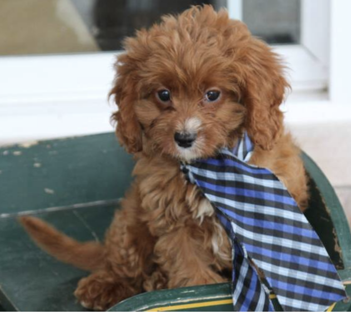 comprar cachorros sanos, baratos y asequibles para la venta